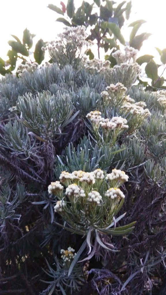 Bunga Edelweis Gunung Sumbing